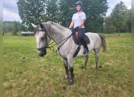 Lipizzaner, Wallach, 4 Jahre, 16 hh, Schimmel