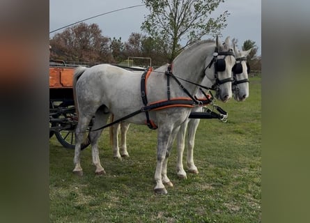 Lipizzaner Mix, Gelding, 7 years, 15.2 hh, White