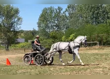 Lipizzaner, Gelding, 7 years, 15.2 hh, White