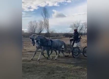 Lipizzaner, Gelding, 8 years, 15,2 hh, Gray