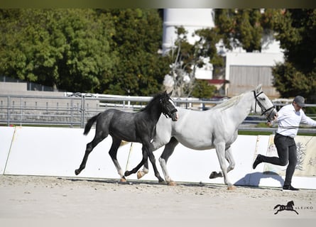Lipizzaner, Hengst, 1 Jaar, 160 cm, Schimmel