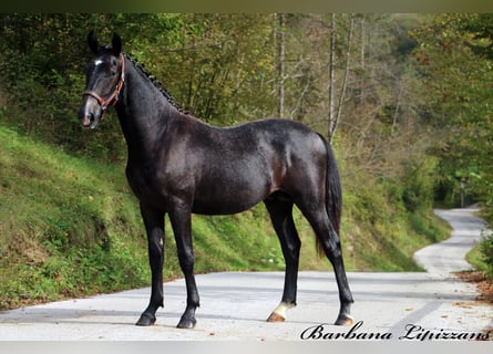 Lipizzaner, Hengst, 1 Jahr, 155 cm, Schimmel