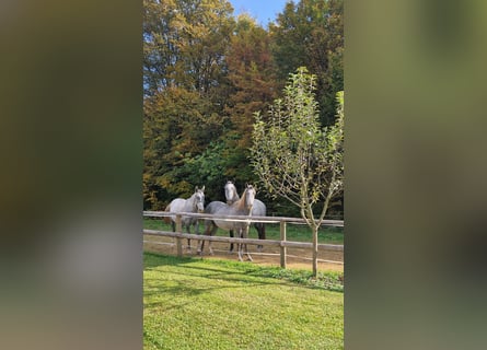 Lipizzaner, Hengst, 1 Jahr, 157 cm, Schimmel Lipizzaner, Hengst, 1 Jahr, 157 cm, Schimmel