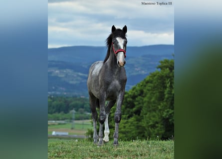 Lipizzaner, Hengst, 1 Jahr, 160 cm, Apfelschimmel
