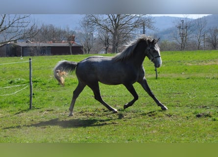 Lipizzaner, Hengst, 2 Jaar, 153 cm, Appelschimmel