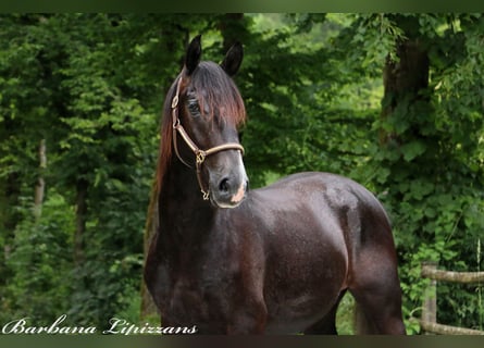 Lipizzaner, Hengst, 2 Jaar, 155 cm, Schimmel