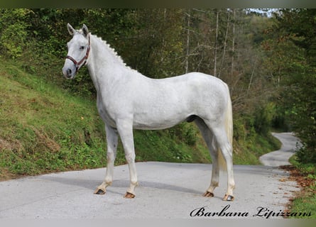 Lipizzaner, Hengst, 2 Jaar, 158 cm, Schimmel