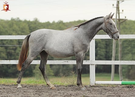 Lipizzaner, Hengst, 2 Jaar, 160 cm, Schimmel