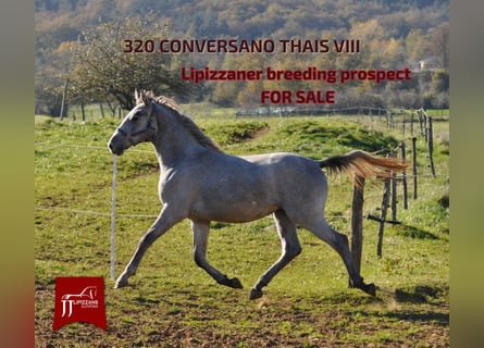 Lipizzaner, Hengst, 2 Jahre, 153 cm, Schimmel