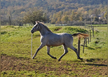 Lipizzaner, Hengst, 2 Jahre, 153 cm, Schimmel