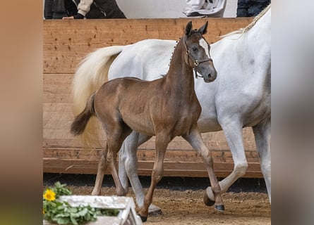 Lipizzaner, Hengst, , 157 cm, Schimmel