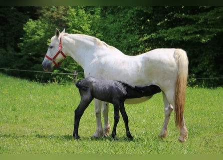 Lipizzaner, Hengst, veulen (01/2024), 156 cm, Schimmel