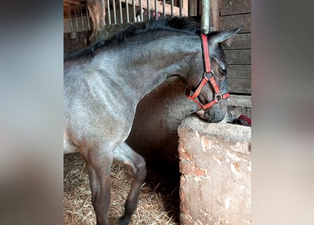Lipizzaner, Hingst, Föl (04/2023), 156 cm, Gråskimmel