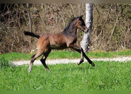 Lipizzaner, Hingst, Föl (03/2024), 160 cm, Grå