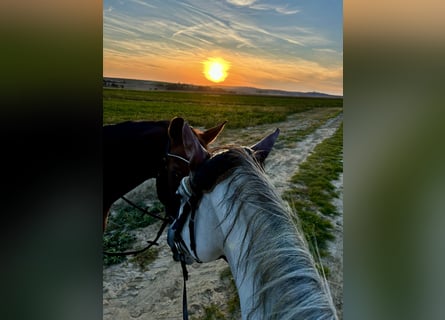 Lipizzaner, Stute, 11 Jahre, 14,1 hh, Schimmel