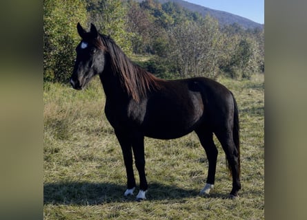 Lipizzaner, Mare, 2 years, 14.2 hh, Bay-Dark