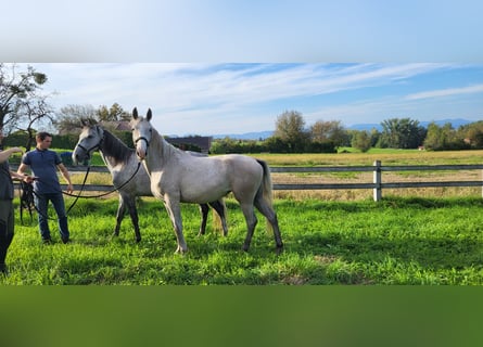 Lipizzaner, Stute, 2 Jahre, 15,1 hh, Schimmel