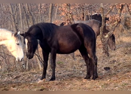 Lipizzaner, Mare, 3 years, 14,2 hh, Bay-Dark