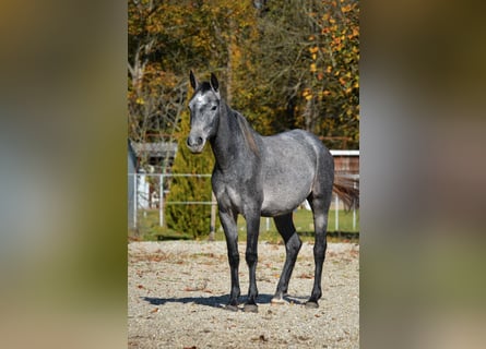 Lipizzaner, Mare, 3 years, 14,2 hh, Grey