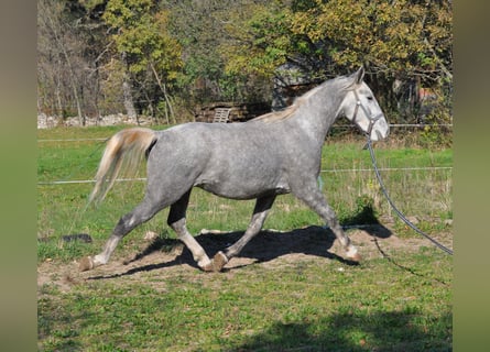 Lipizzaner, Mare, 4 years, 15 hh, Gray