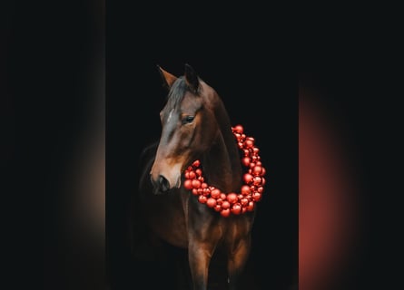 Lipizzaner, Mare, 4 years, 15,2 hh, Bay