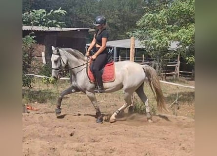 Lipizzaner, Mare, 5 years, 15.1 hh, Gray