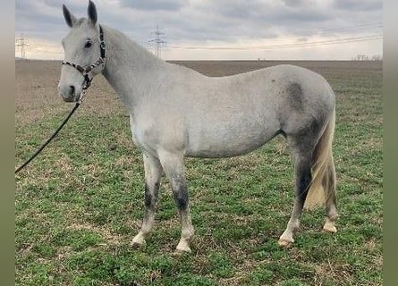 Lipizzaner, Mare, 6 years, 15,2 hh