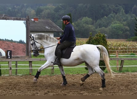 Lipizzaner, Mare, 6 years, 16,3 hh, Grey