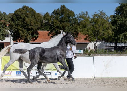 Lipizzaner, Mare, Foal (04/2026), 16 hh, Grey