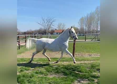 Lipizzaner Mix, Merrie, 10 Jaar, 160 cm, Wit