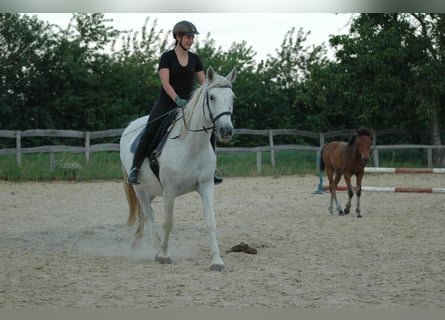 Lipizzaner Mix, Merrie, 14 Jaar, 155 cm, Schimmel