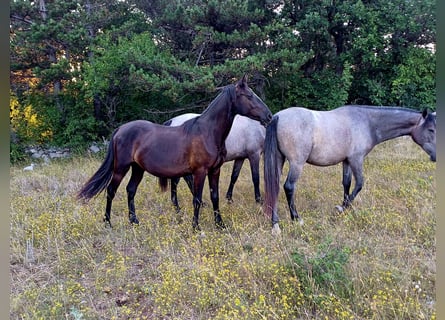Lipizzaner, Merrie, 2 Jaar, 151 cm, Bruin