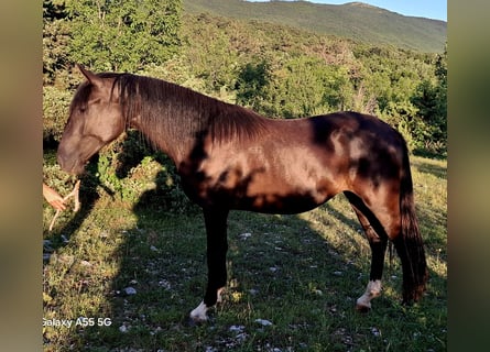 Lipizzaner, Merrie, 2 Jaar, 151 cm, Donkerbruin
