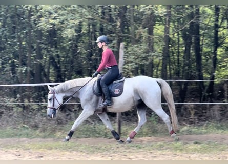 Lipizzaner, Merrie, 5 Jaar, 155 cm, Schimmel