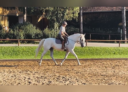 Lipizzaner, Merrie, 5 Jaar, 164 cm, Schimmel