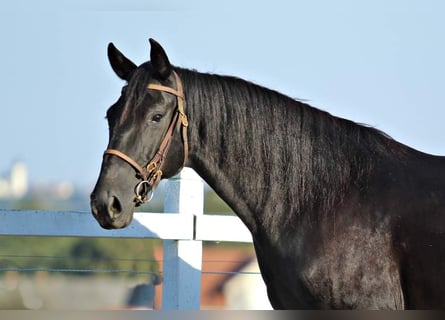 Lipizzaner, Merrie, 9 Jaar, 153 cm, Zwart