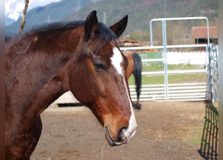 Lipizzaner, Ruin, 14 Jaar, 160 cm