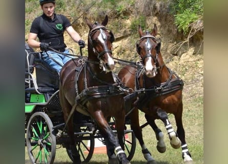 Lipizzaner, Ruin, 15 Jaar, 158 cm, Bruin