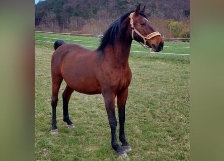 Lipizzaner, Ruin, 16 Jaar, 164 cm, Bruin