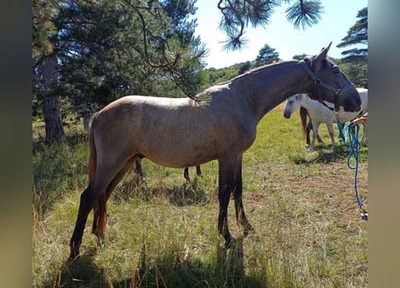 Lipizzaner, Ruin, 2 Jaar, 155 cm, Schimmel