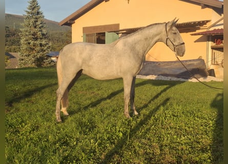 Lipizzaner, Ruin, 2 Jaar, 160 cm, Schimmel