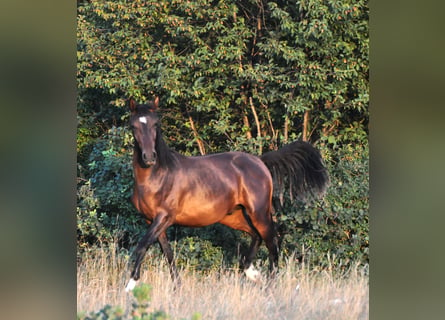 Lipizzaner, Ruin, 3 Jaar, 153 cm, Bruin