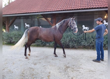 Lipizzaner, Wallach, 3 Jahre, 160 cm, Rappschimmel