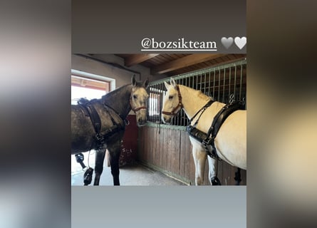 Lipizzaner, Ruin, 4 Jaar, 164 cm, Schimmel
