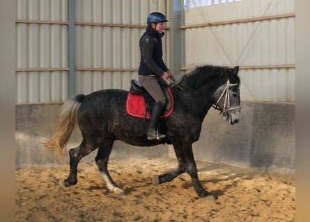 Lipizzaner, Ruin, 5 Jaar, 160 cm