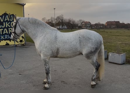 Lipizzaner, Ruin, 7 Jaar, 163 cm, Schimmel