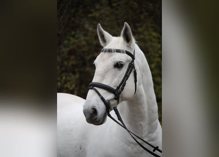 Lipizzaner, Ruin, 8 Jaar, 156 cm, Schimmel