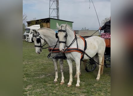 Lipizzaner, Ruin, 8 Jaar, 160 cm, Schimmel