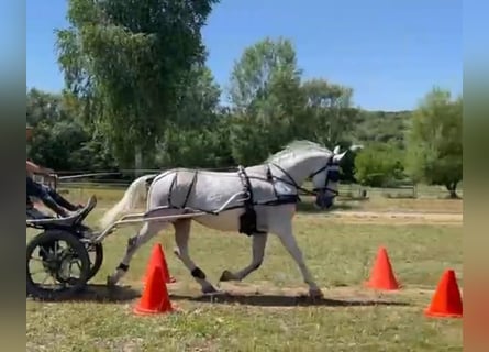 Lipizzaner, Ruin, 8 Jaar, 161 cm, Wit