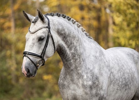 Lipizzaner, Ruin, 8 Jaar, 165 cm, Schimmel